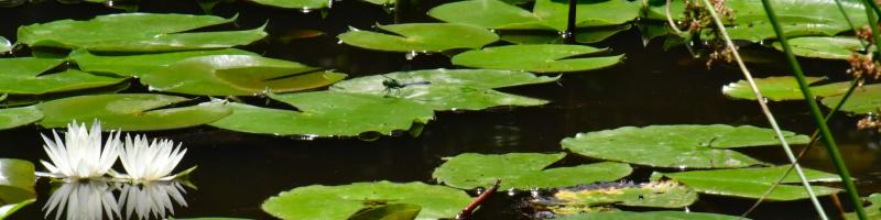A Lily Pond 