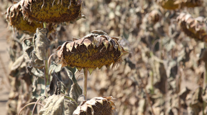 Dead sunflowers in a field