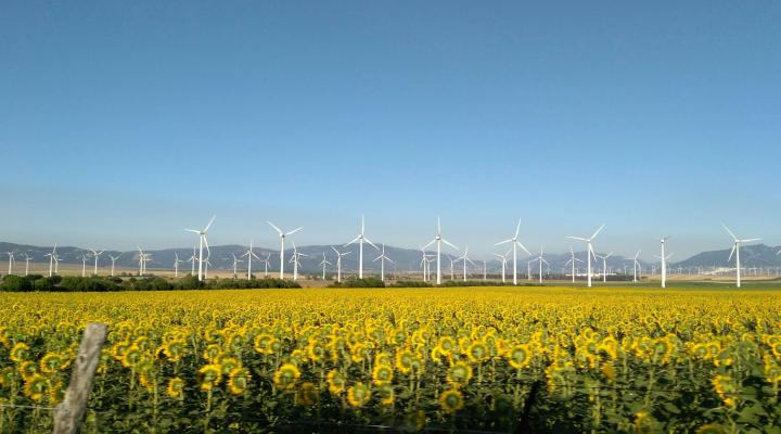 wind farm behind a field of yellow flowers